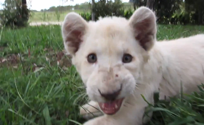 Hund,  Sötchock, Lejon